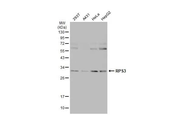RPS3 Antibody