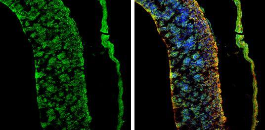 AMPD2 Antibody - BSA Free