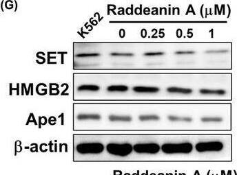 SET Antibody - BSA Free