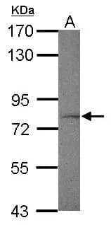 FXR1 Antibody