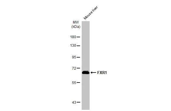 FXR1 Antibody - BSA Free