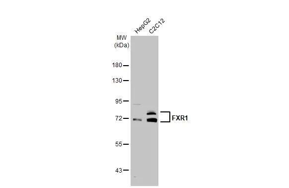 FXR1 Antibody - BSA Free