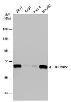 IMP2/IGF2BP2 Antibody