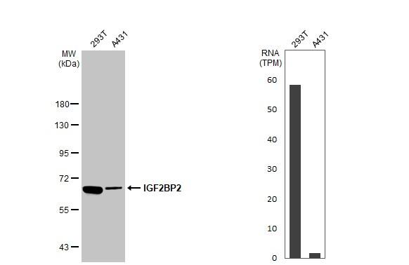 IMP2/IGF2BP2 Antibody - BSA Free