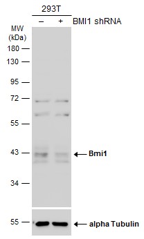 BMI-1 Antibody