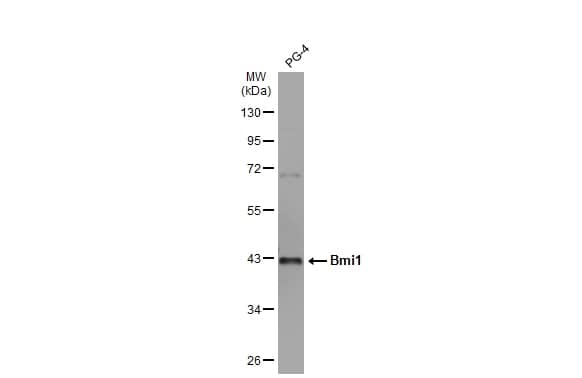 BMI-1 Antibody