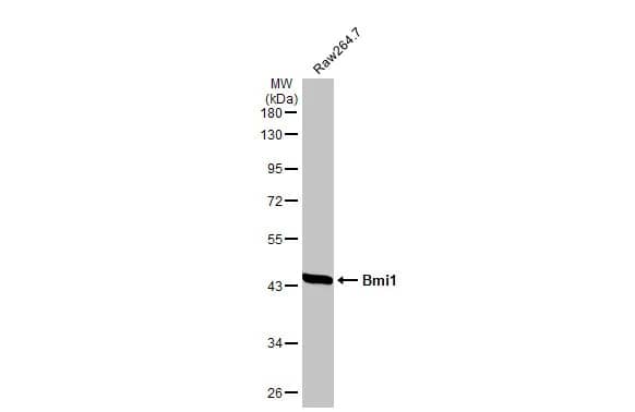 BMI-1 Antibody