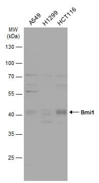 BMI-1 Antibody