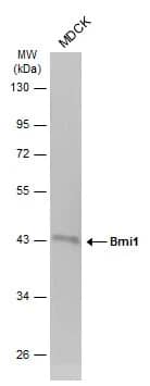 BMI-1 Antibody