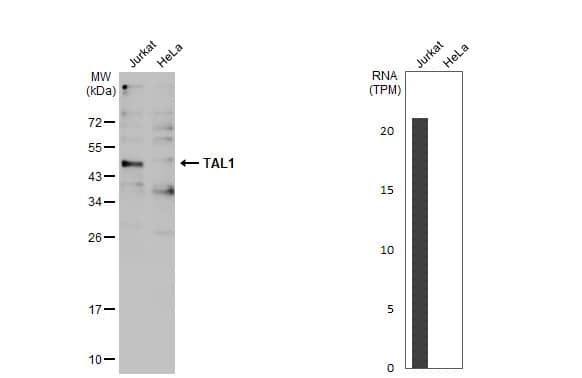 SCL/Tal1 Antibody