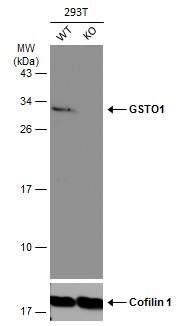 GSTO1 Antibody - BSA Free