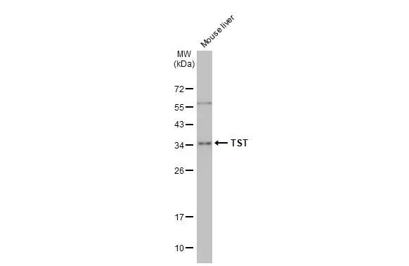 TST Antibody