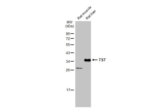 TST Antibody