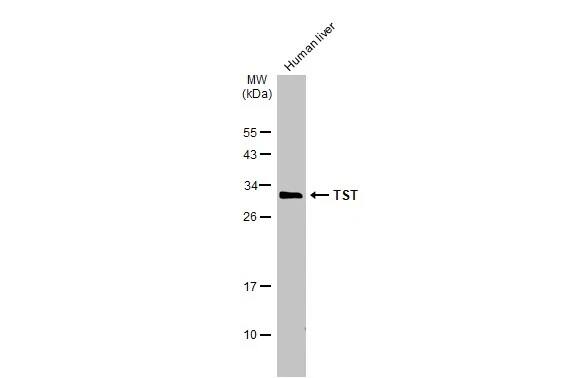TST Antibody