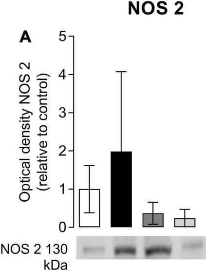 iNOS Antibody (K13-A)