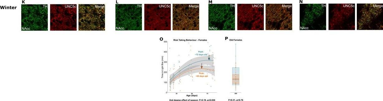 UNC5H3/UNC5C Antibody