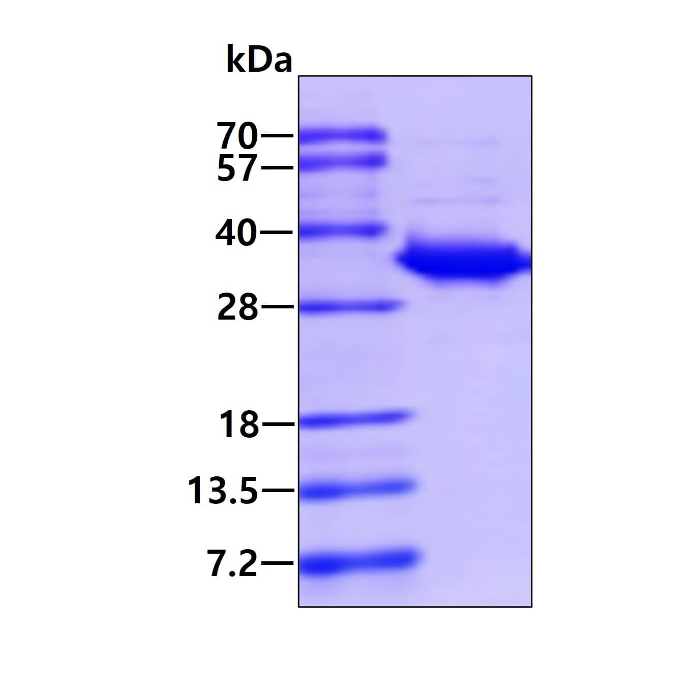 Recombinant Human HO-2/HMOX2 Protein