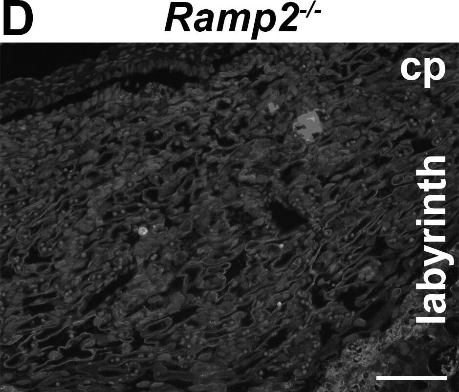 PTH1R/PTHR1 Antibody (3D1.1)