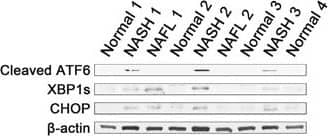ATF6 Antibody (70B1413.1) - BSA Free