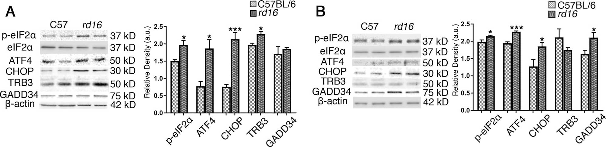 ATF6 Antibody (70B1413.1) - BSA Free