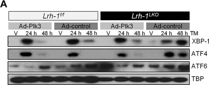 ATF6 Antibody (70B1413.1) - BSA Free