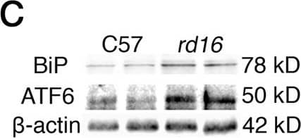 ATF6 Antibody (70B1413.1) - BSA Free