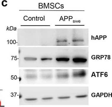 ATF6 Antibody (70B1413.1) - BSA Free