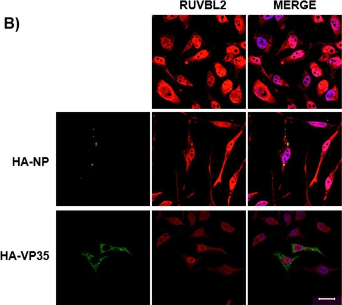 RUVBL2 Antibody