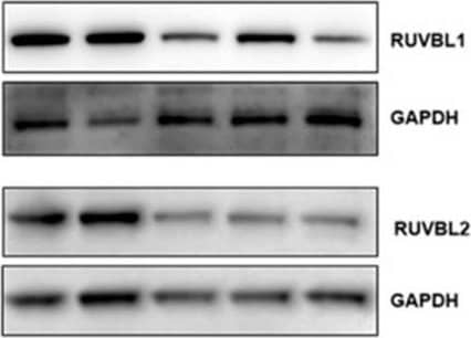 RUVBL2 Antibody