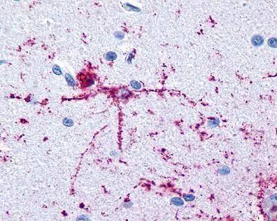 FOXO1A/3/4 Antibody (4E7) - Azide and BSA Free