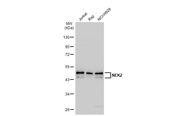 NEK2 Antibody (1B6)