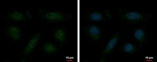 TRF-1 Antibody (4E4) - Azide and BSA Free