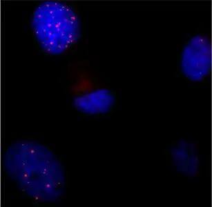 TRF-1 Antibody (4E4) - Azide and BSA Free