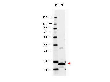 GM-CSF Antibody - Azide and BSA Free