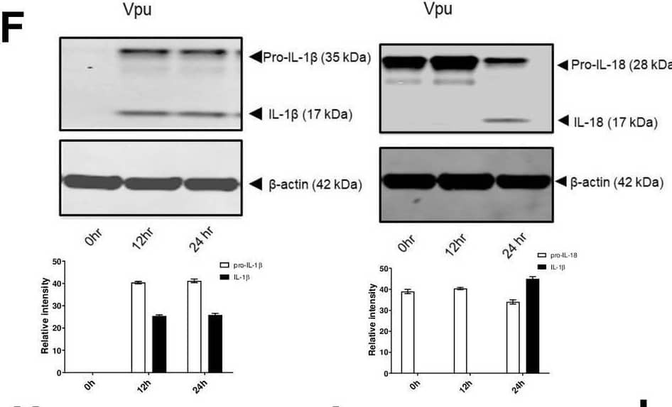 IL-1 beta/IL-1F2 Antibody - Azide and BSA Free