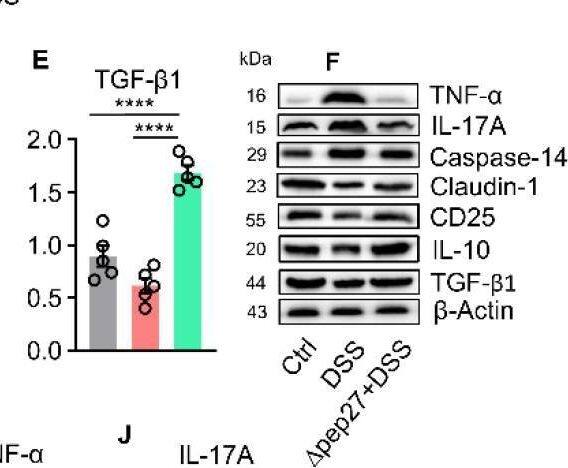 IL-17/IL-17A Antibody - Azide and BSA Free