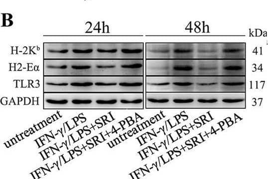 MHC class II (I-A/I-E) Antibody (M5/114.15.2) - BSA Free