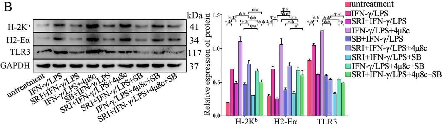 MHC class II (I-A/I-E) Antibody (M5/114.15.2) - BSA Free