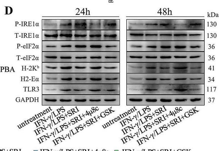 MHC class II (I-A/I-E) Antibody (M5/114.15.2) - BSA Free