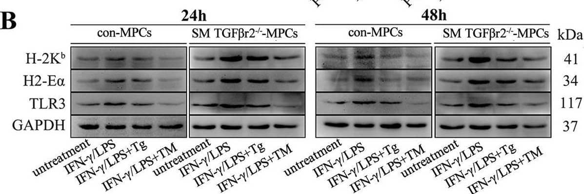 MHC class II (I-A/I-E) Antibody (M5/114.15.2) - BSA Free