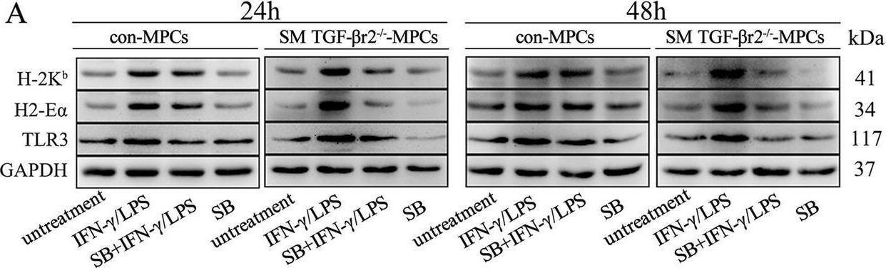 MHC class II (I-A/I-E) Antibody (M5/114.15.2) - BSA Free