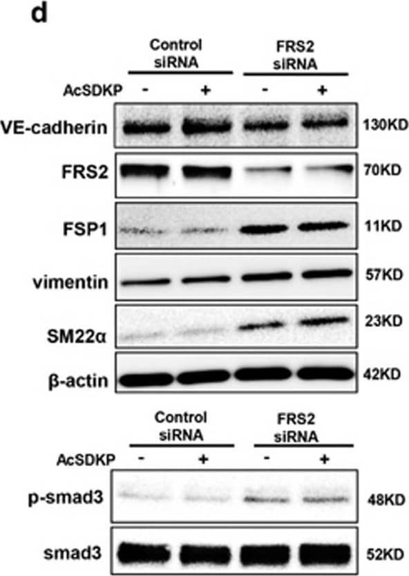 VE-Cadherin Antibody (BV14) - BSA Free