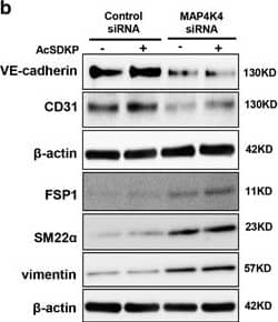 VE-Cadherin Antibody (BV14) - BSA Free