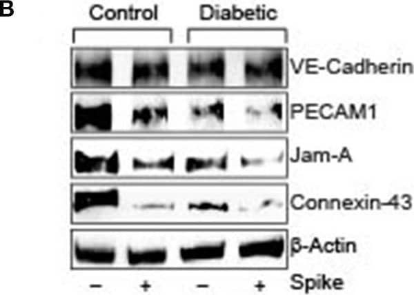 VE-Cadherin Antibody (BV14) - BSA Free