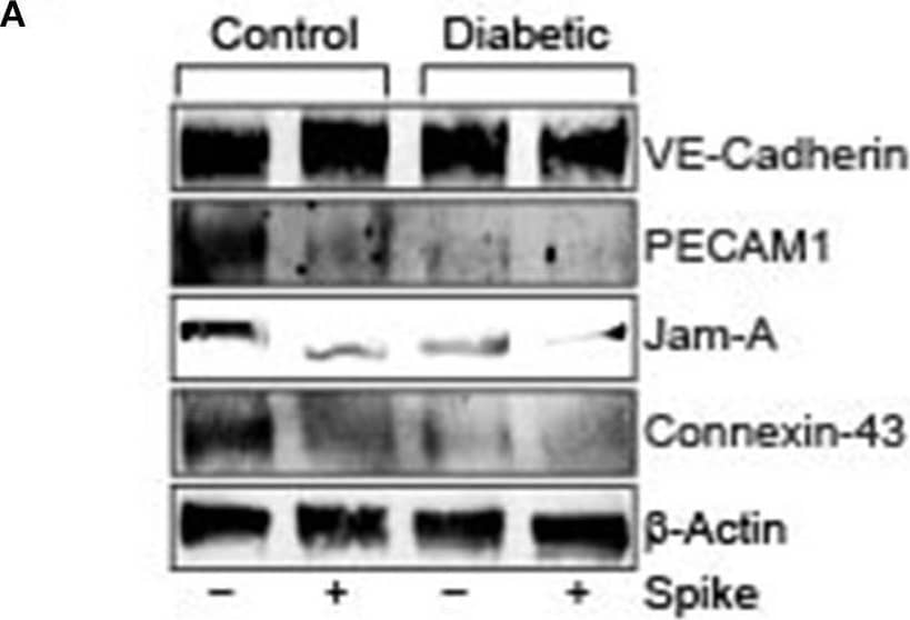 VE-Cadherin Antibody (BV14) - BSA Free