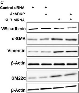 VE-Cadherin Antibody (BV14) - BSA Free