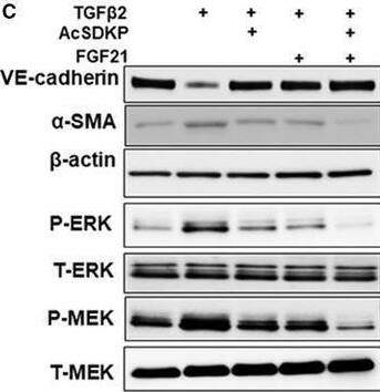 VE-Cadherin Antibody (BV14) - BSA Free