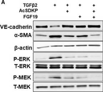 VE-Cadherin Antibody (BV14) - BSA Free