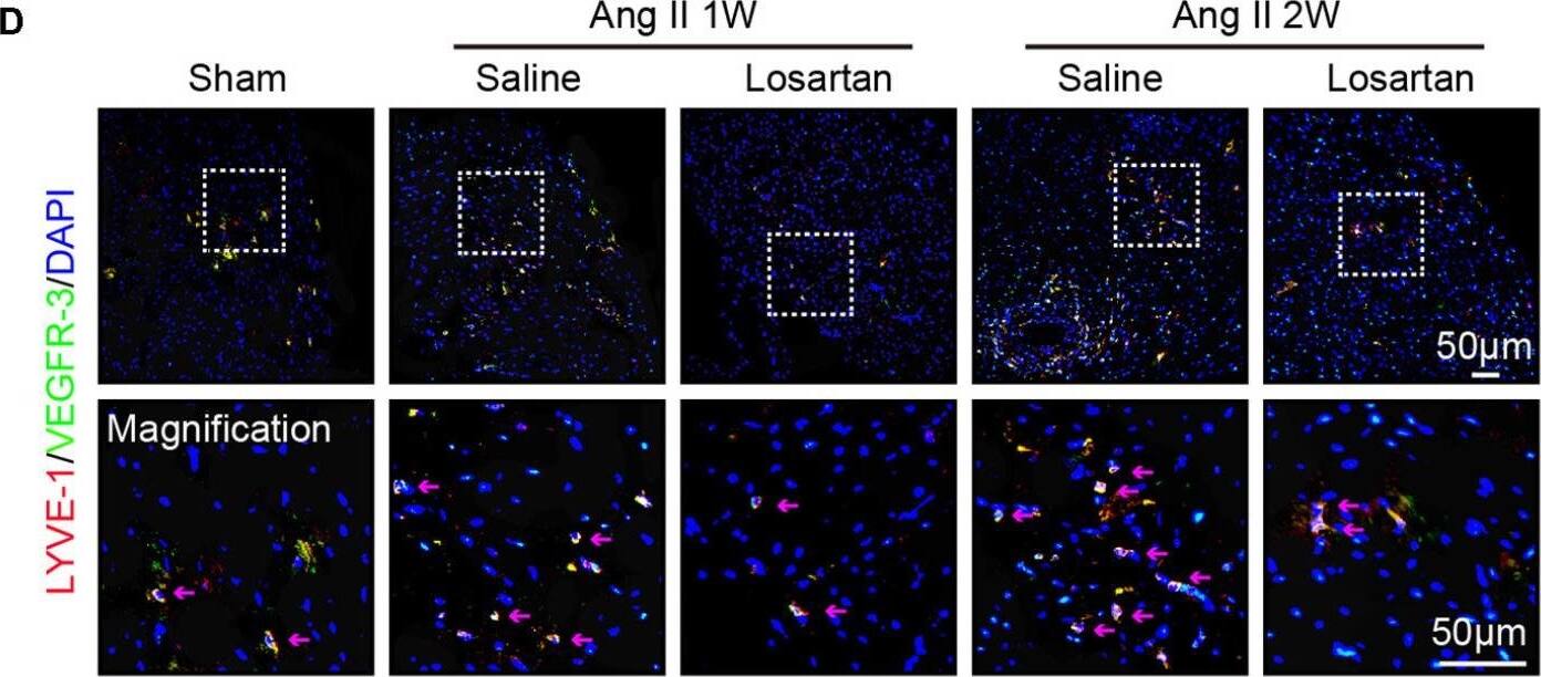 LYVE-1 Antibody (ALY7) - BSA Free