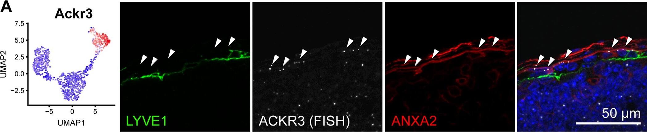 LYVE-1 Antibody (ALY7) - BSA Free